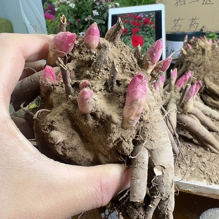 完全开放亨利一物一拍