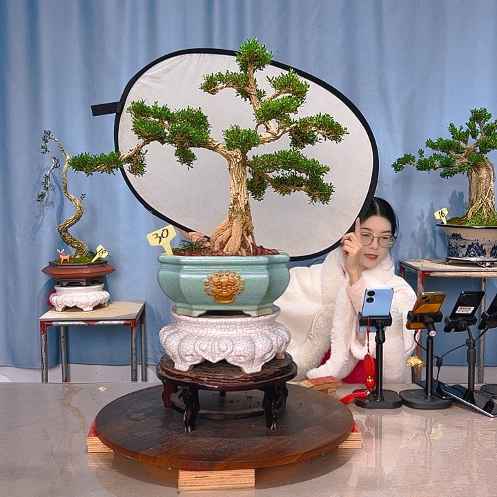 无花朵广东皱皮雀舌黄杨