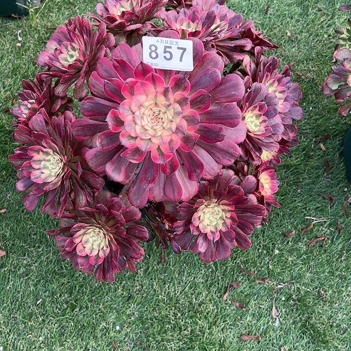 857月婵多肉植物