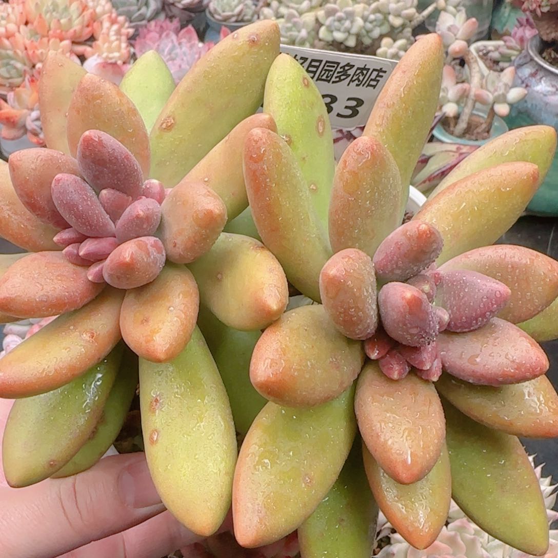 多肉6183…………………………