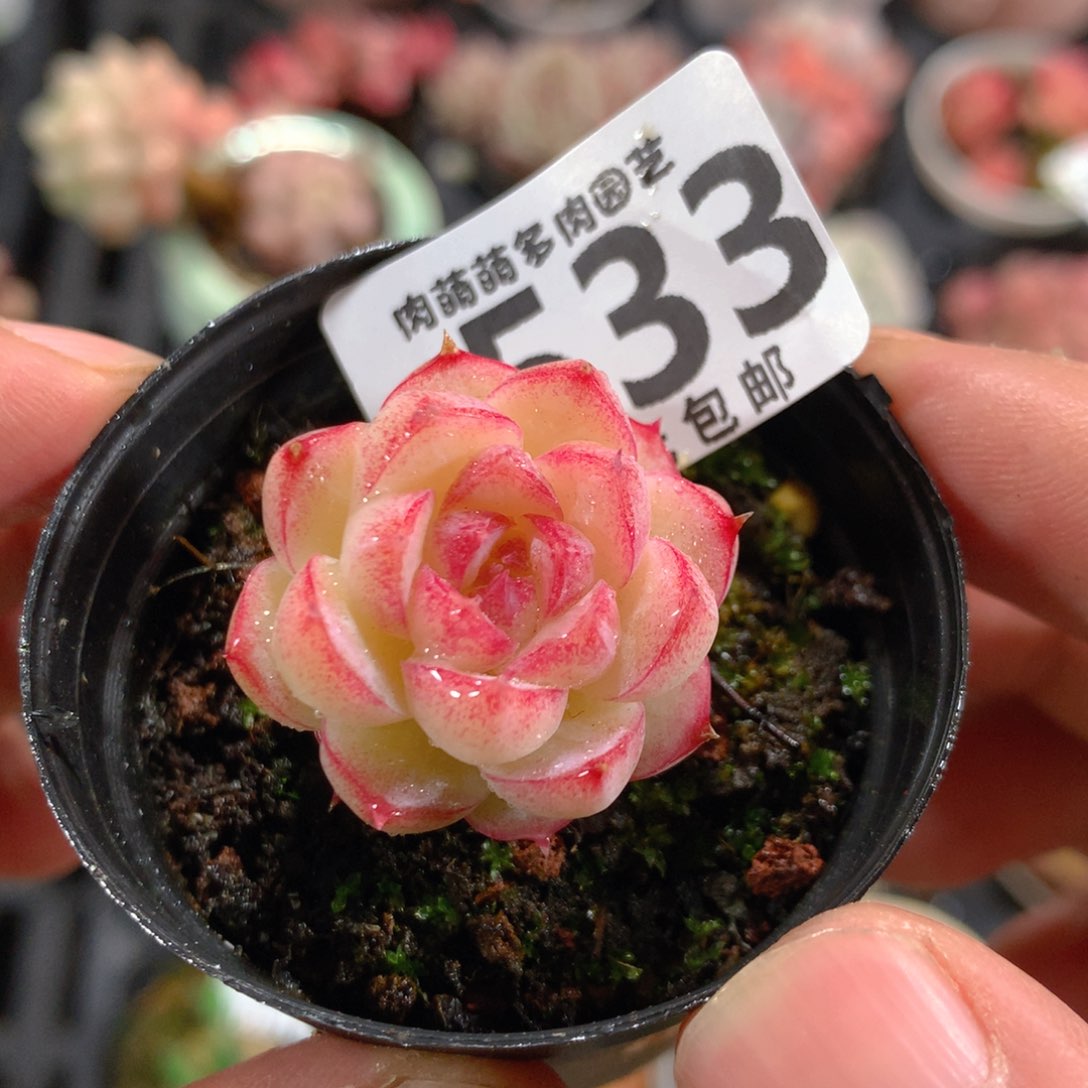 5CM拇指盆精控多肉YX533