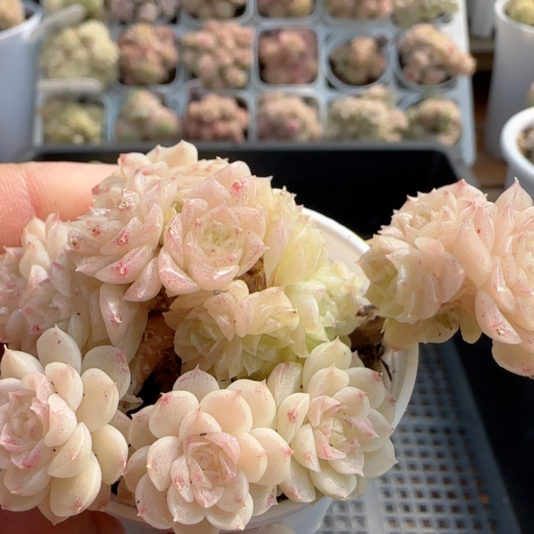 【闪购商品】0213-95珠光麦杆