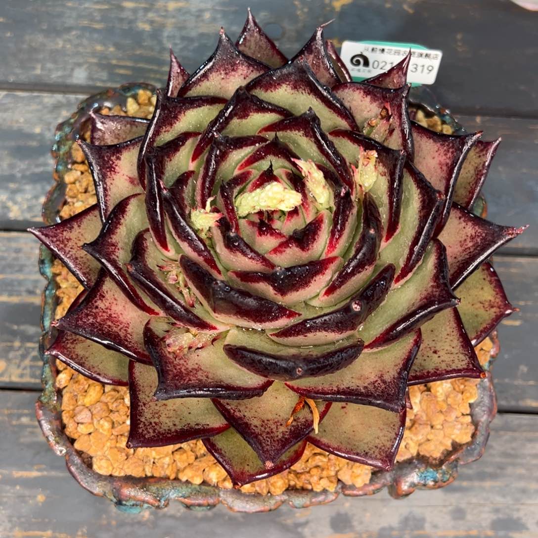 从前慢多肉精选编号0211.319