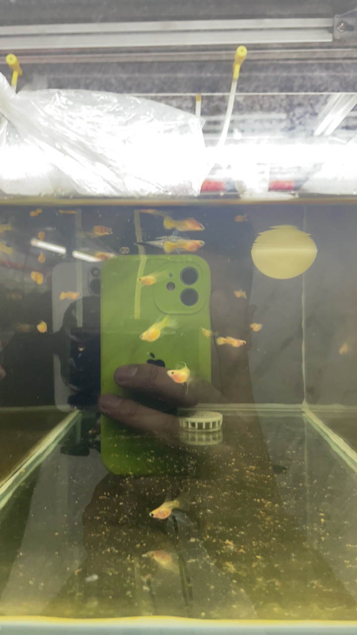 黄玻璃猫球体大c孔雀鱼