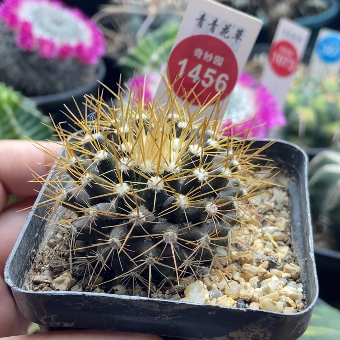 实生金刺球一颗仙人球