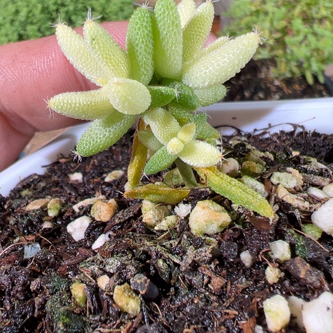 玉米锦10白方老桩