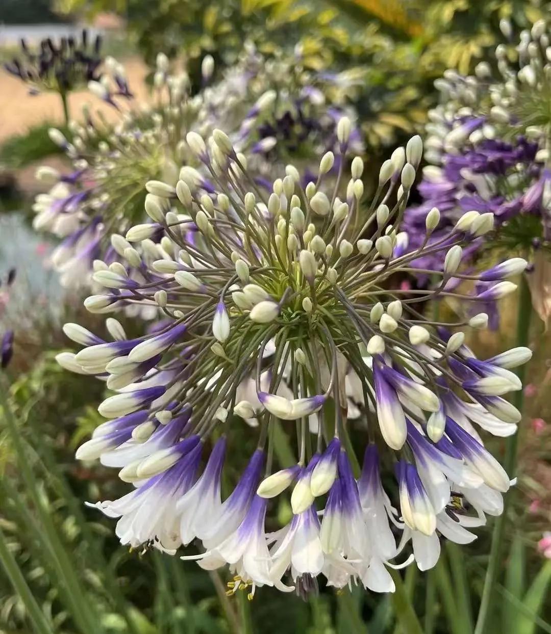 百子莲花期长花量大耐热耐寒多年生庭院花园盆栽