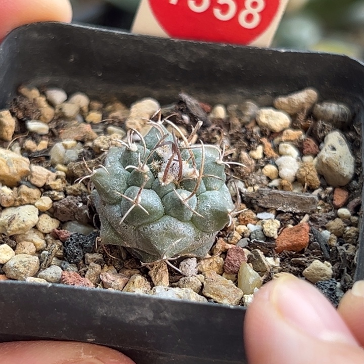 实生上蜡娇丽2.2cm