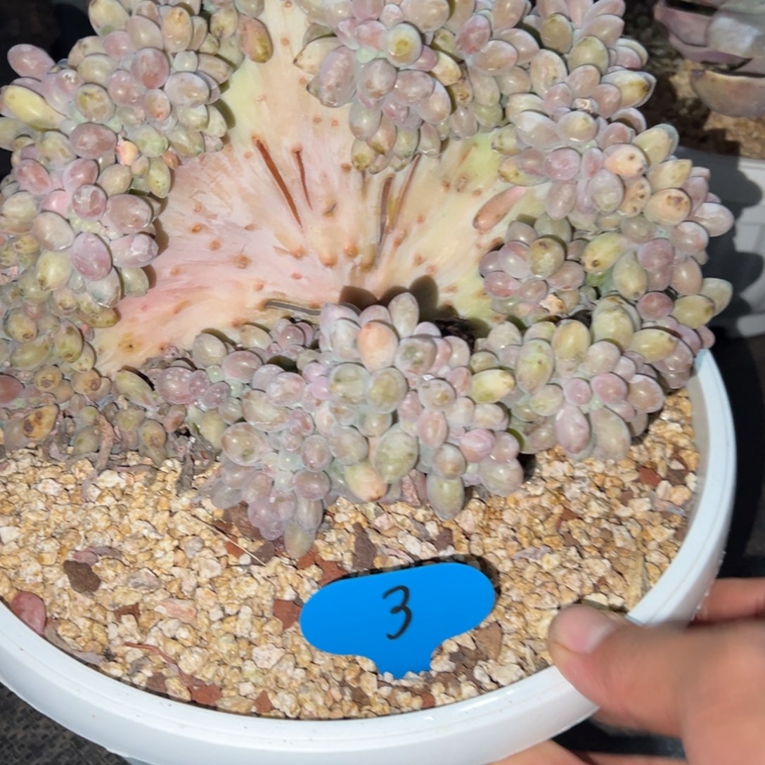 焱***淼3好汤圆缀多肉植物20