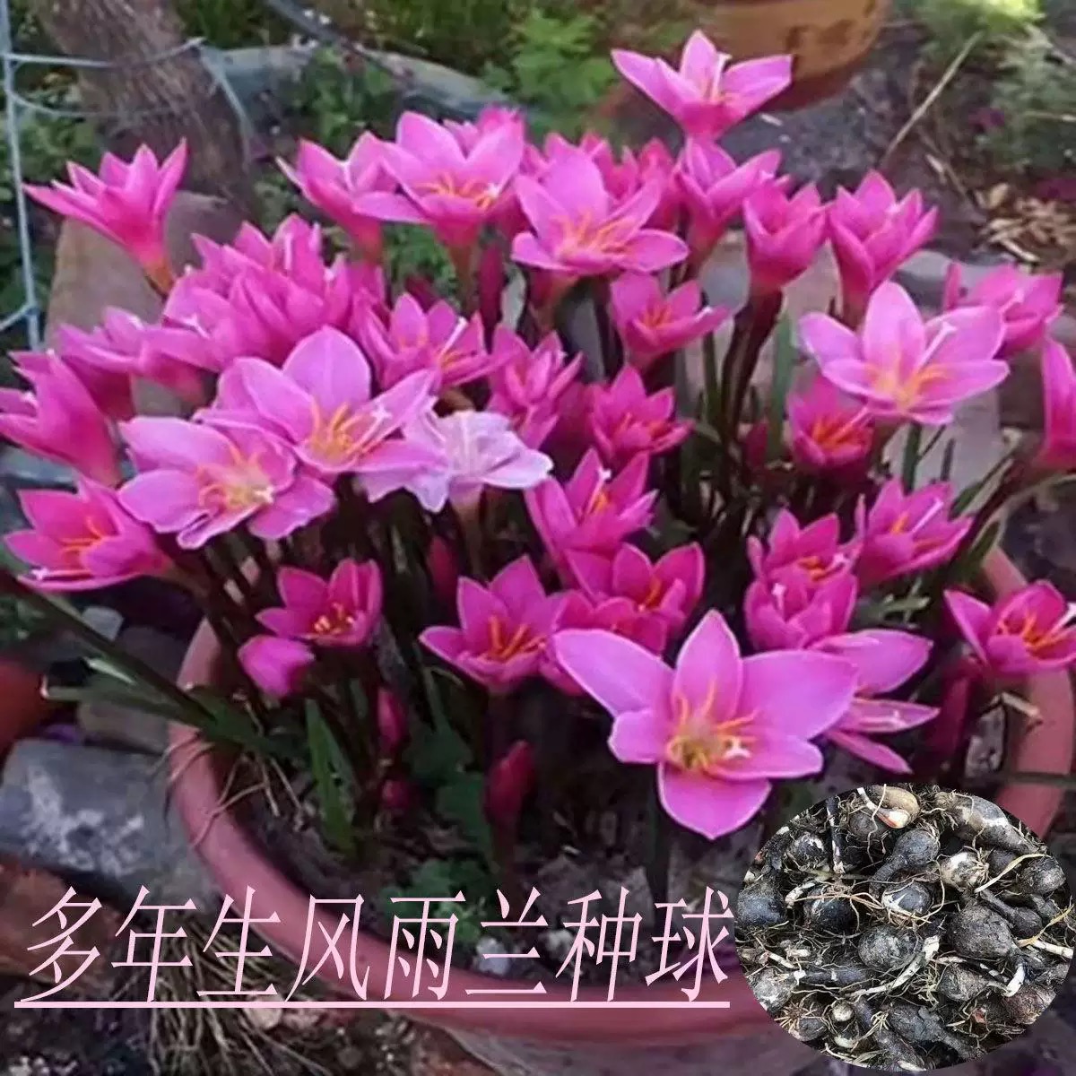 【开花机器】风雨兰种球 见土就长 耐热耐旱太好养了