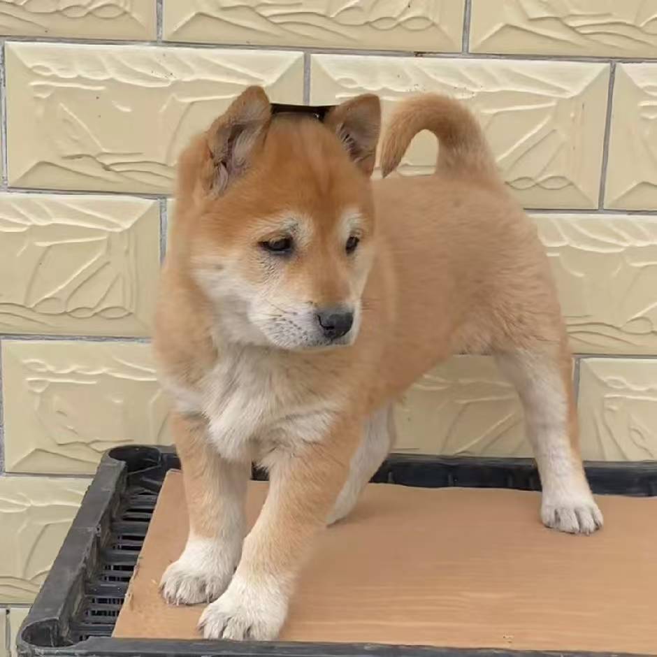 （养狗人老张）T狗狗活体