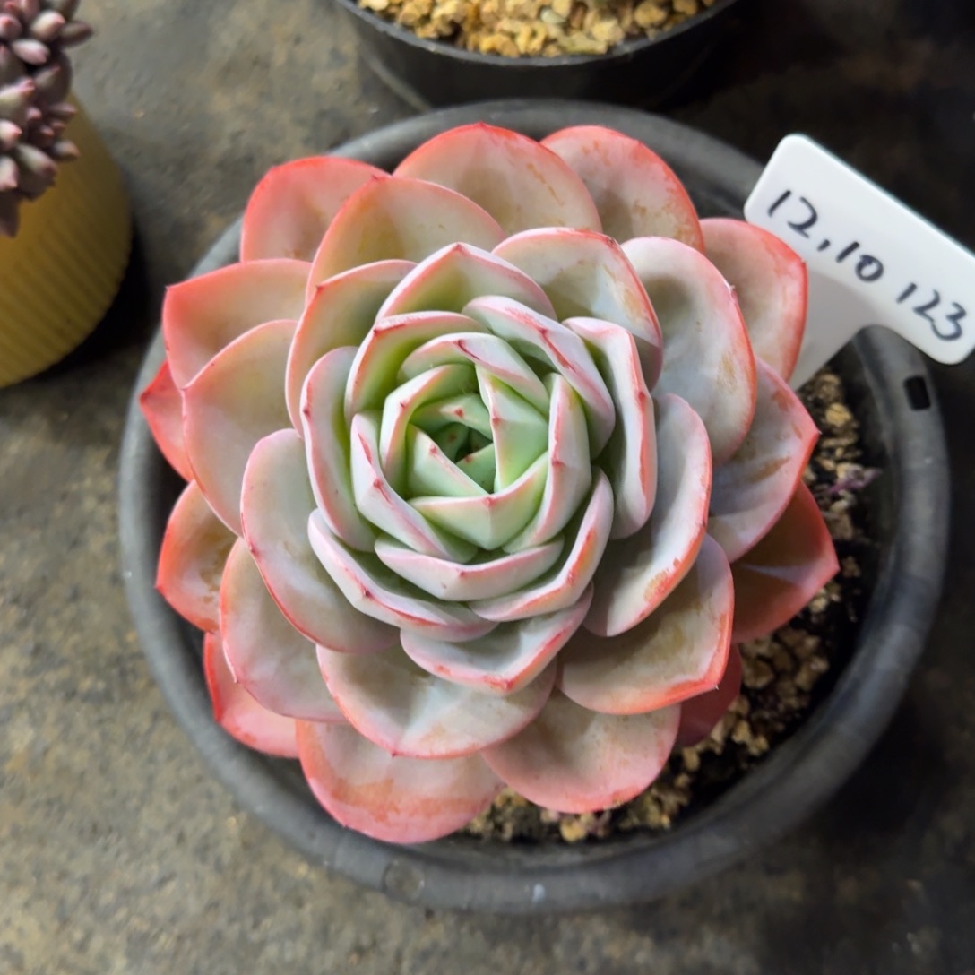 盛****一物一拍布鲁兰大单头123