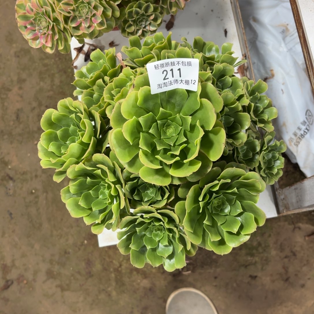 211绿羊绒多肉植物法师