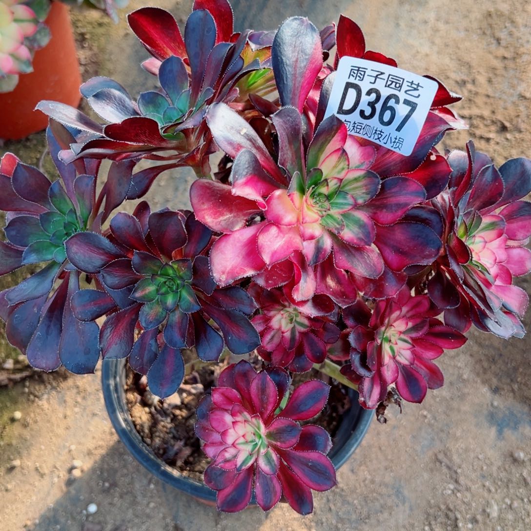 367花蝴蝶雨子多肉植物