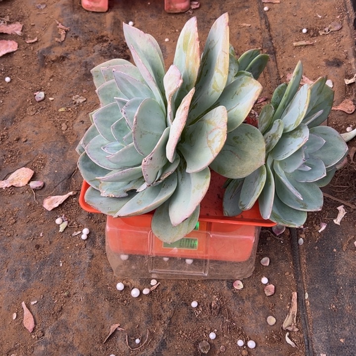 筱***晓地栽白凤叶片冻伤杆子有小洞包邮不包售后