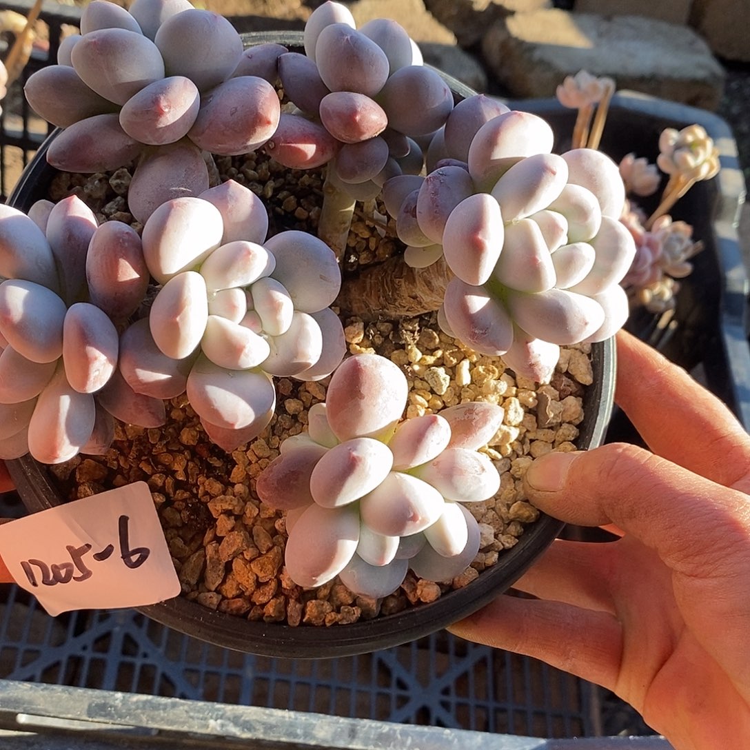 ****？多肉植物香水1205-6
