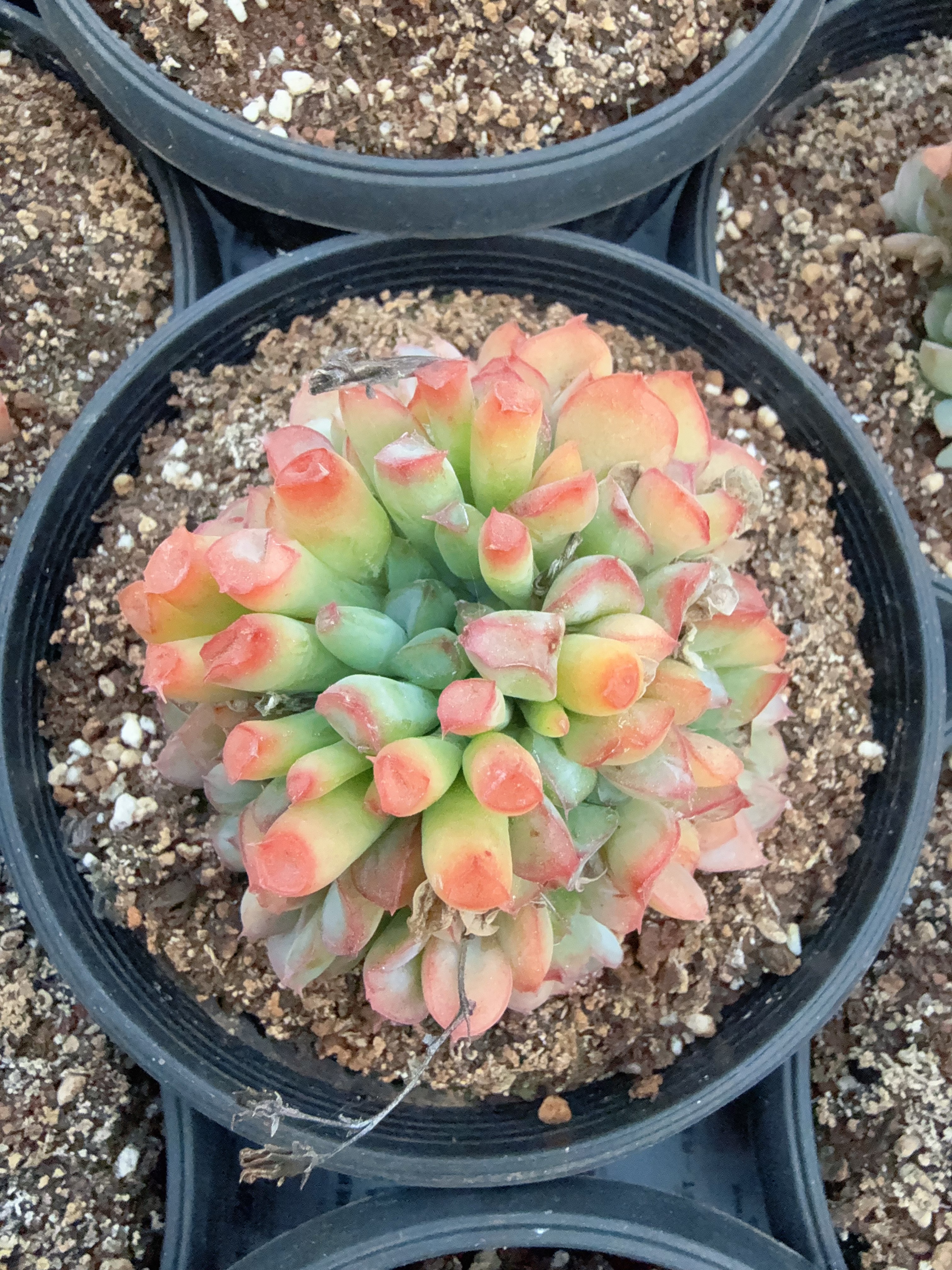 160#大魔猪（6-9cm）脱土