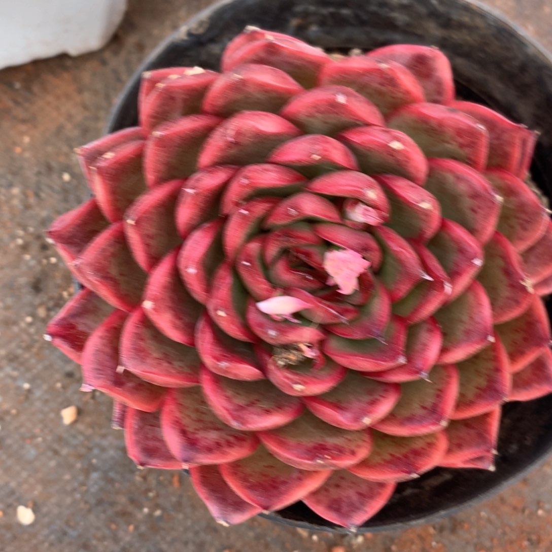 6831杂交多肉植物 