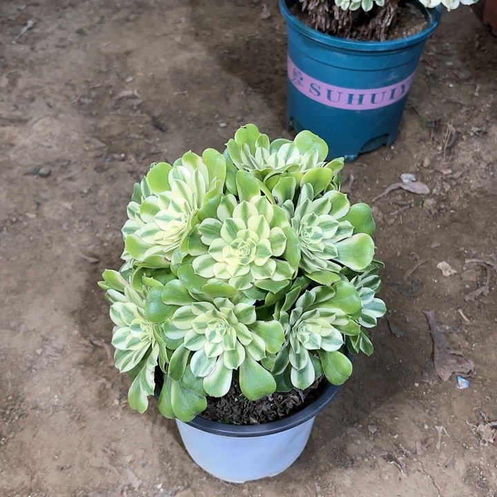 多肉植物辛尼亚69