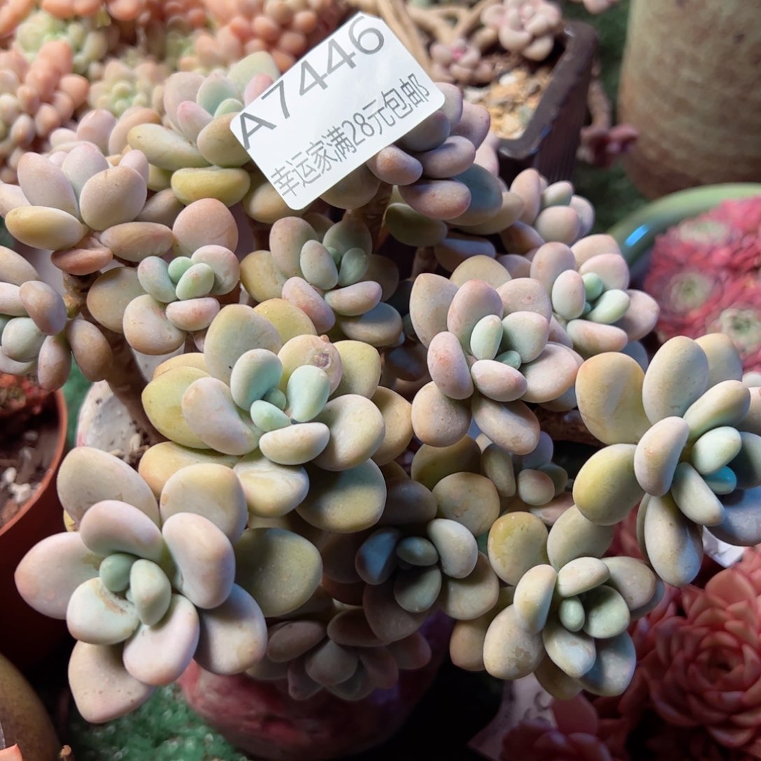 幸运的是我的朋友