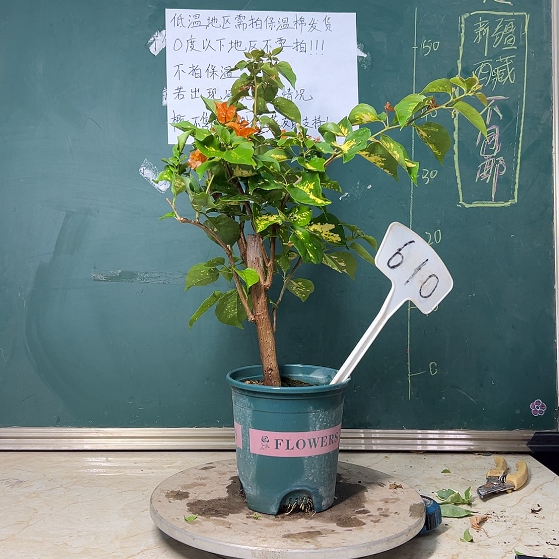 完全开放 洒金橙  粗杆  610