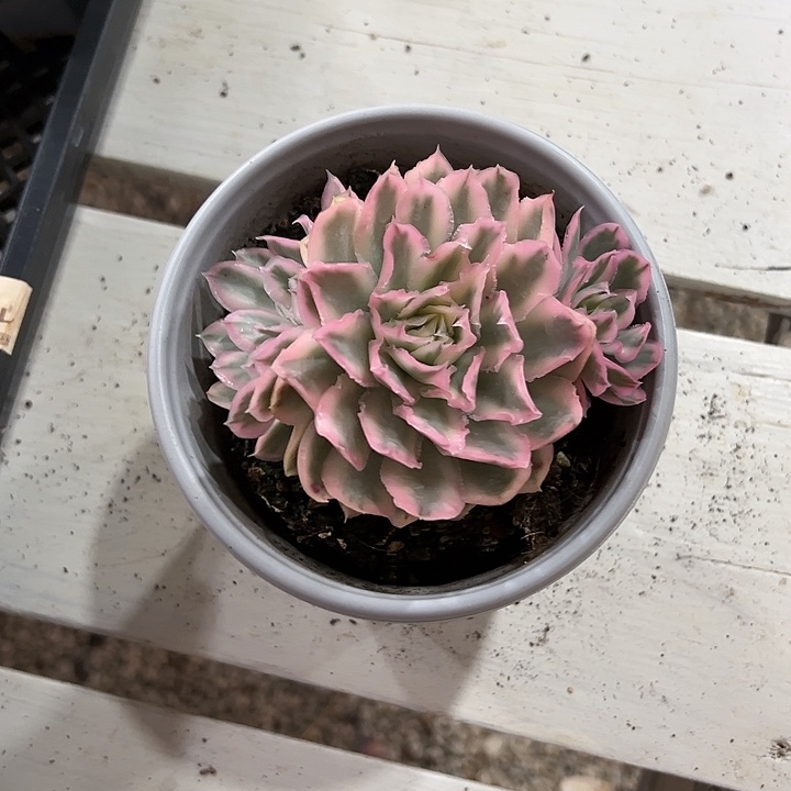 紫蝴蝶锦多肉植物