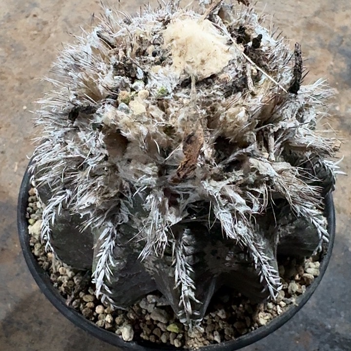 k****7奇特球仙人球多肉