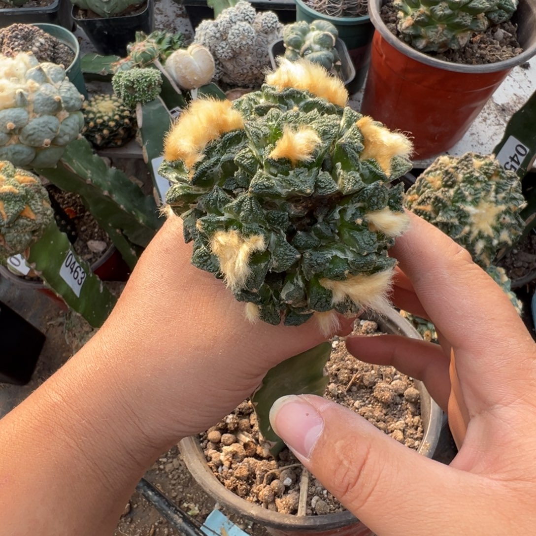 螺旋辛顿群仙人球464号