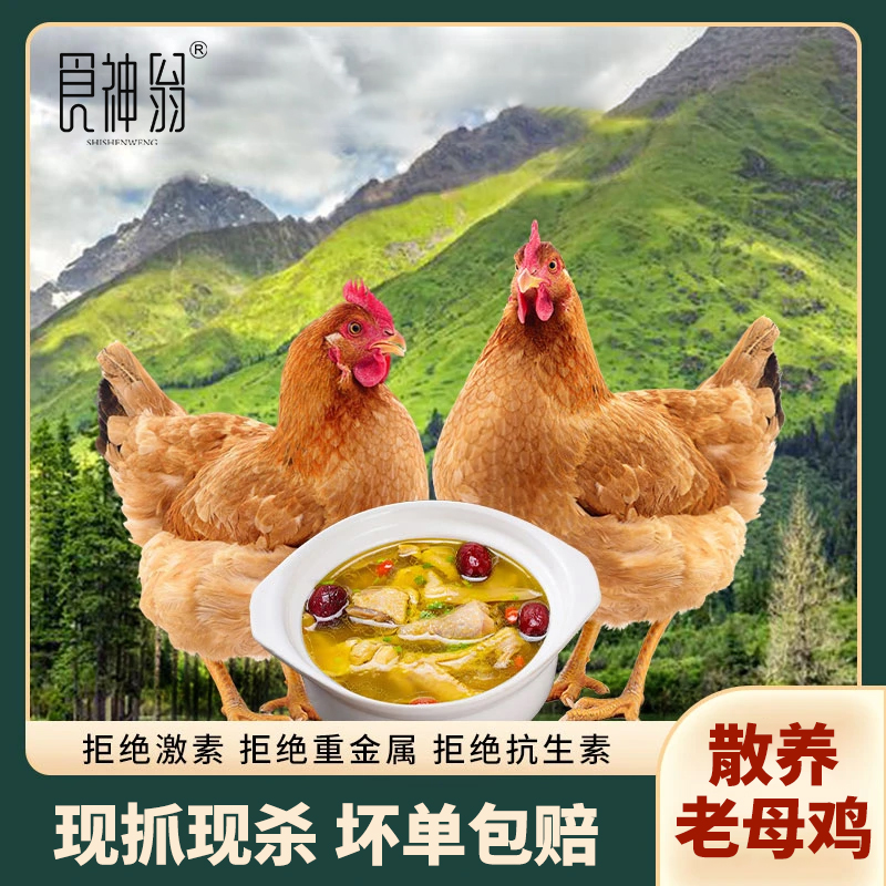 【2只装】灵璧老母鸡1200g/只 (带蛋和鸡胗) 炖汤新鲜散养现杀