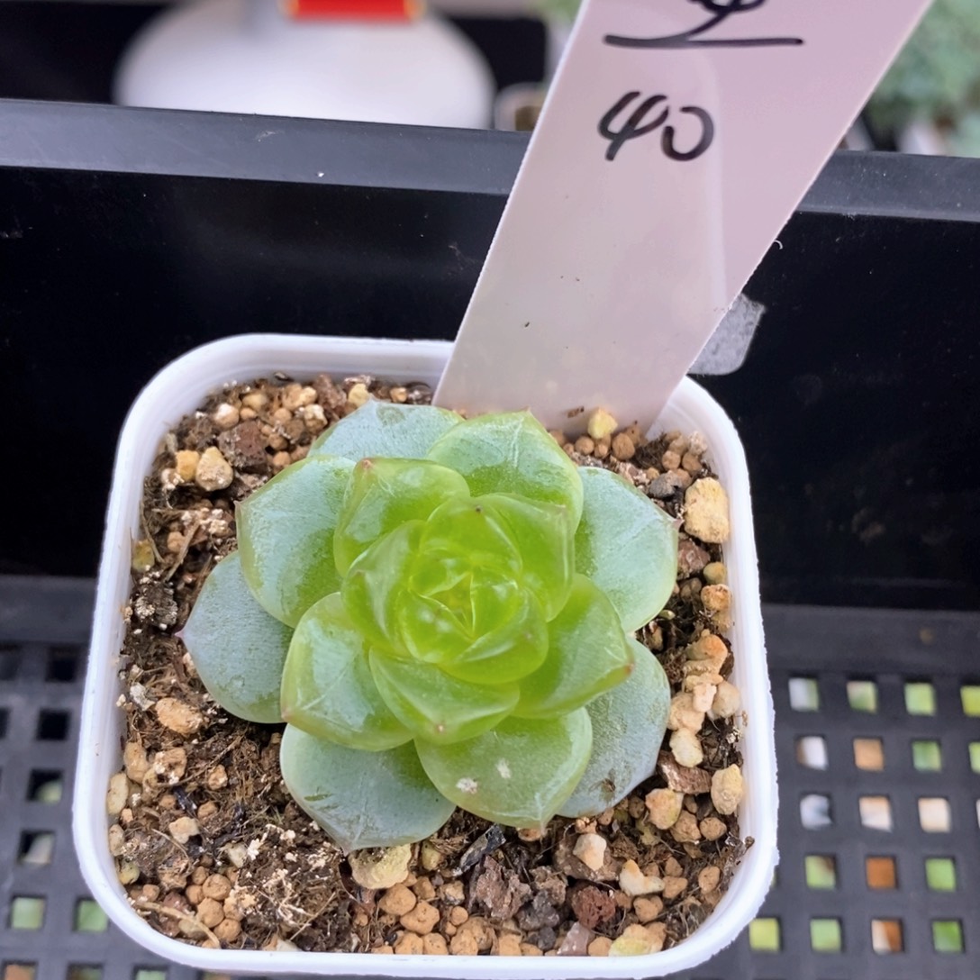 安生一颗包邮发货