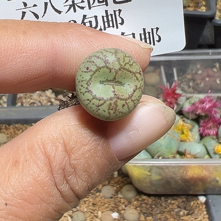 746号猴子多肉植物