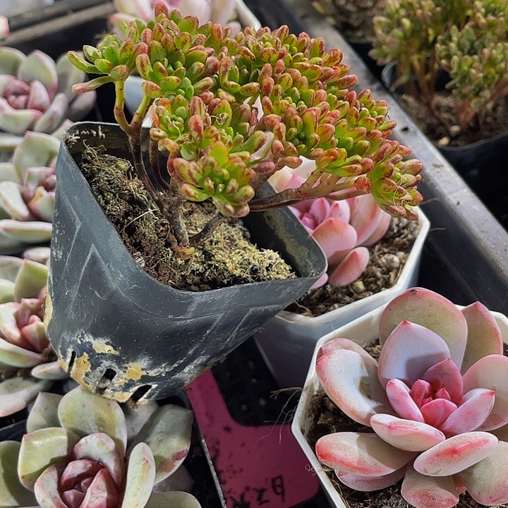 小人姬带盆土发货