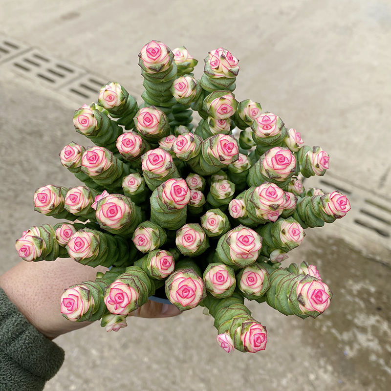 钱多多彩色钱串子多肉绿植室内阳台植物
