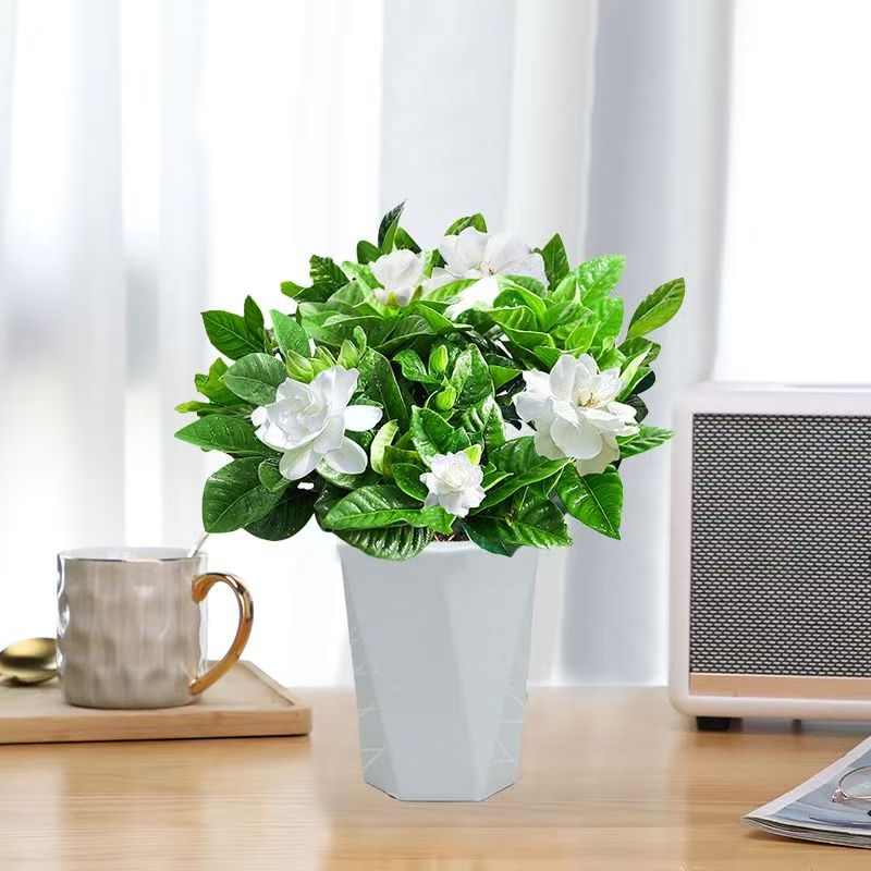 【带花苞】一盆栀子花盆栽带花苞花卉植物室内四季开花绿植