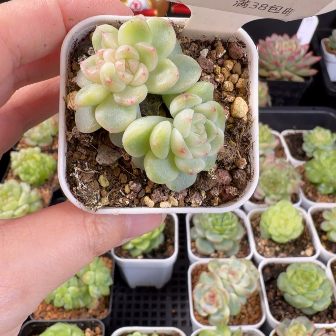 纸鸢三头群62号一颗