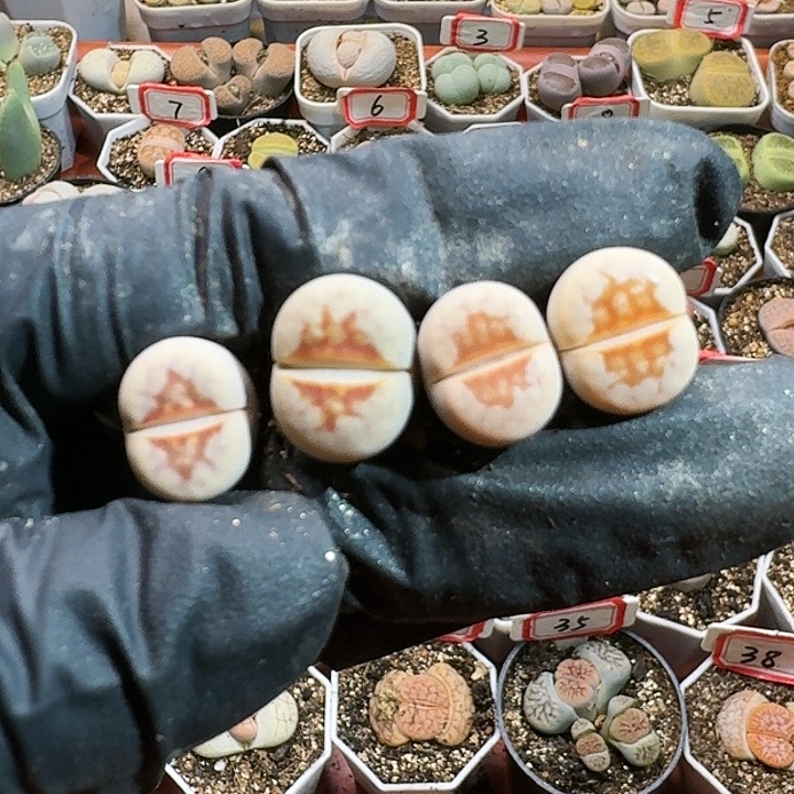 生石花12454。  77