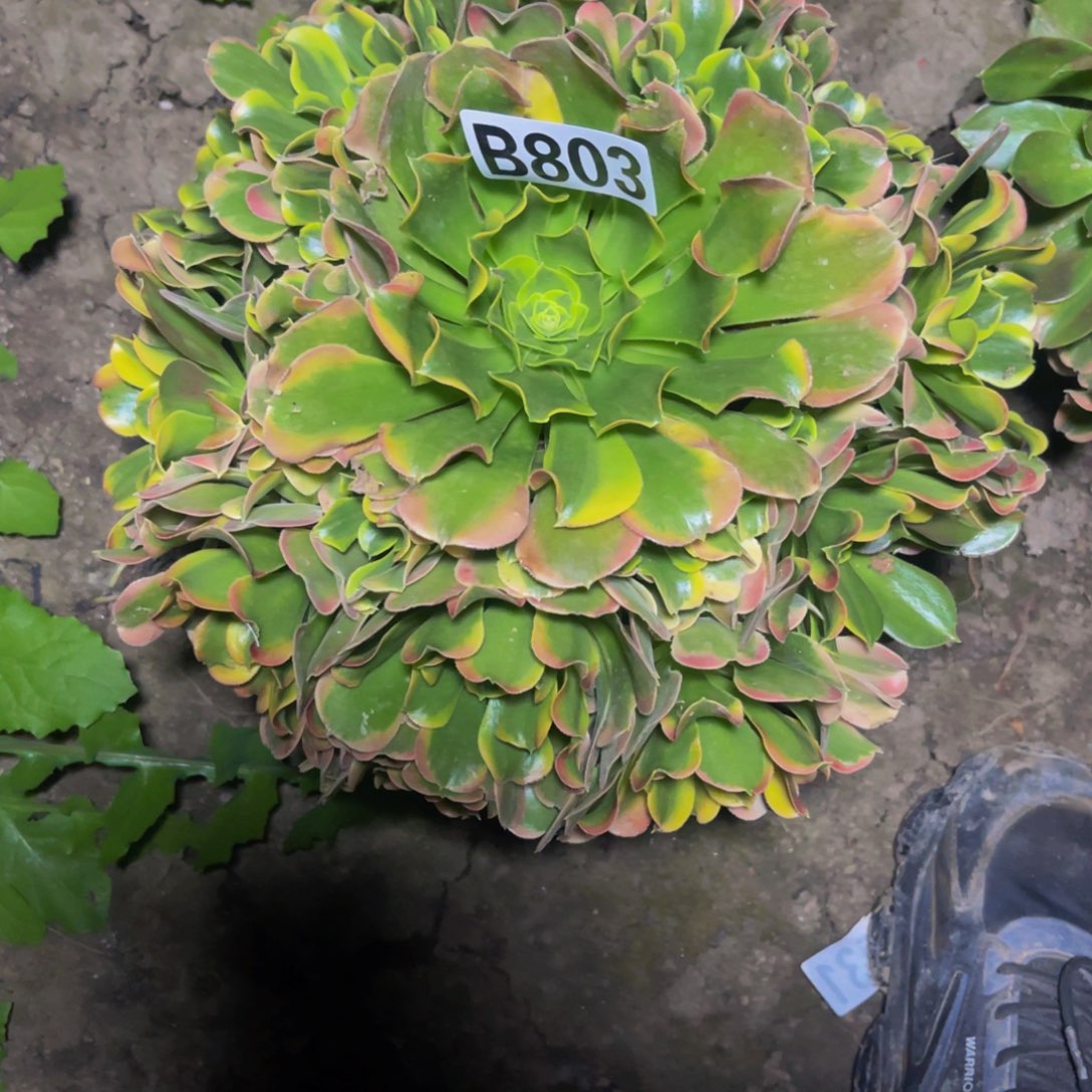 炫彩法师26/////—42包邮