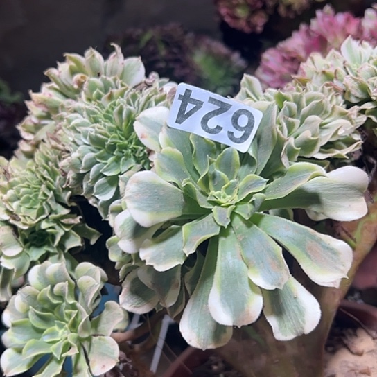 江***姐多肉植物一个绿豆沙624