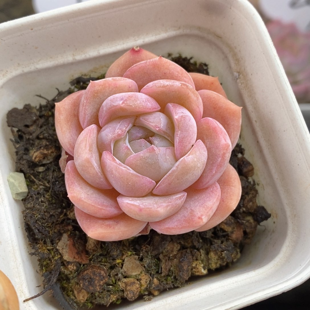 精品多肉一物一拍134