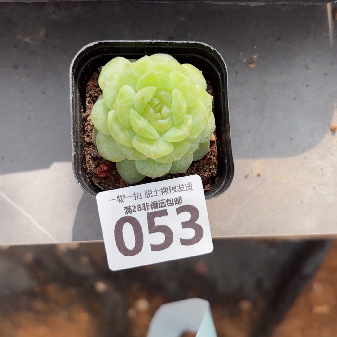 优选珍妮单头无盆土发货