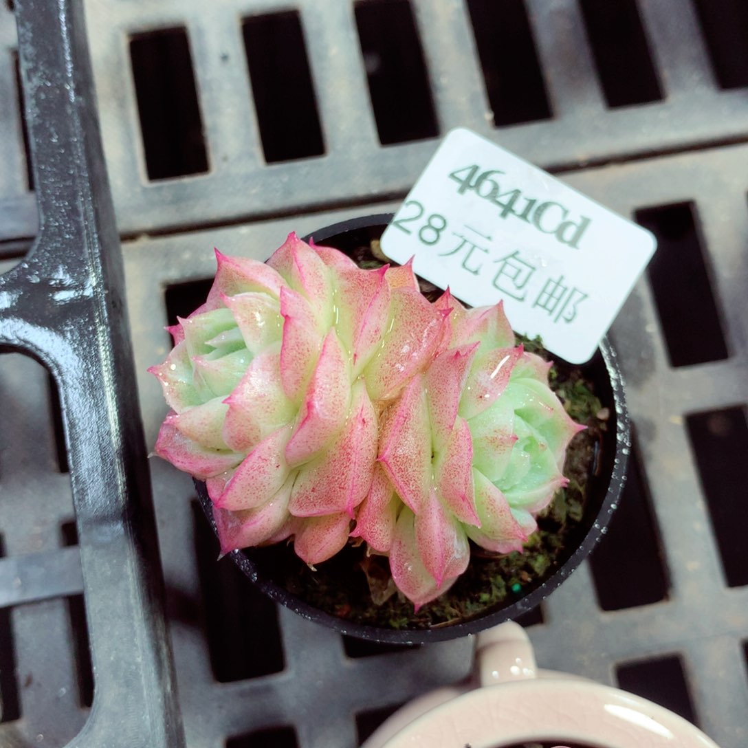 5厘米盆精控多肉4641