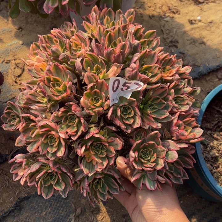 甜茶多肉植物057