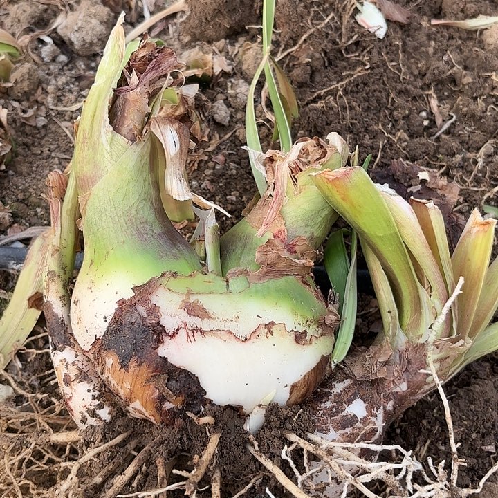 杂交三胞胎开花不售后