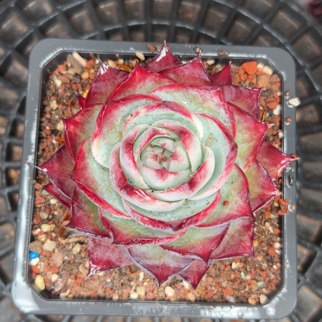 多肉一物一拍0116-123