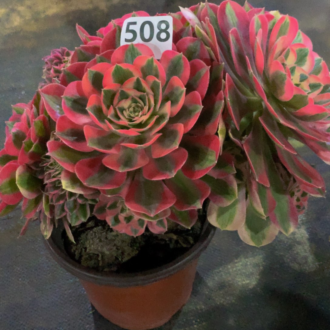 【闪购商品】飞**朵508粉女巫坠花