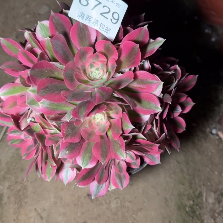 8729女巫多肉植物