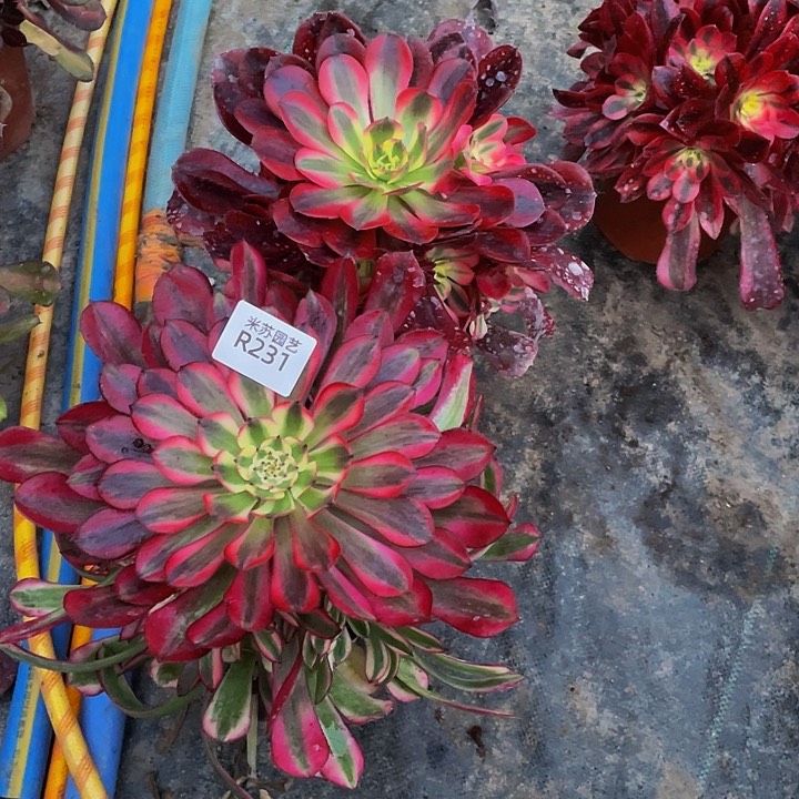 一*231多肉植物的生长