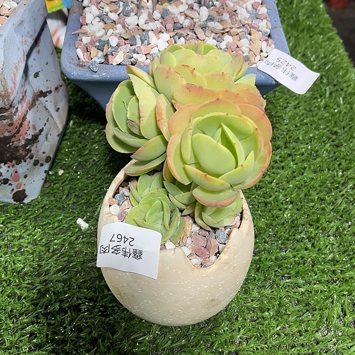 鑫伟多肉碧桃缀化2467