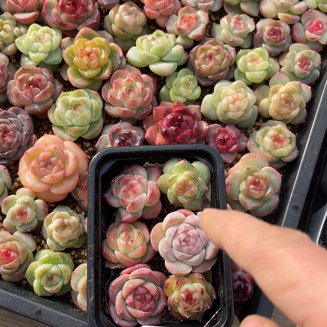 041。 霸道珍妮一盒母本6 颗。     