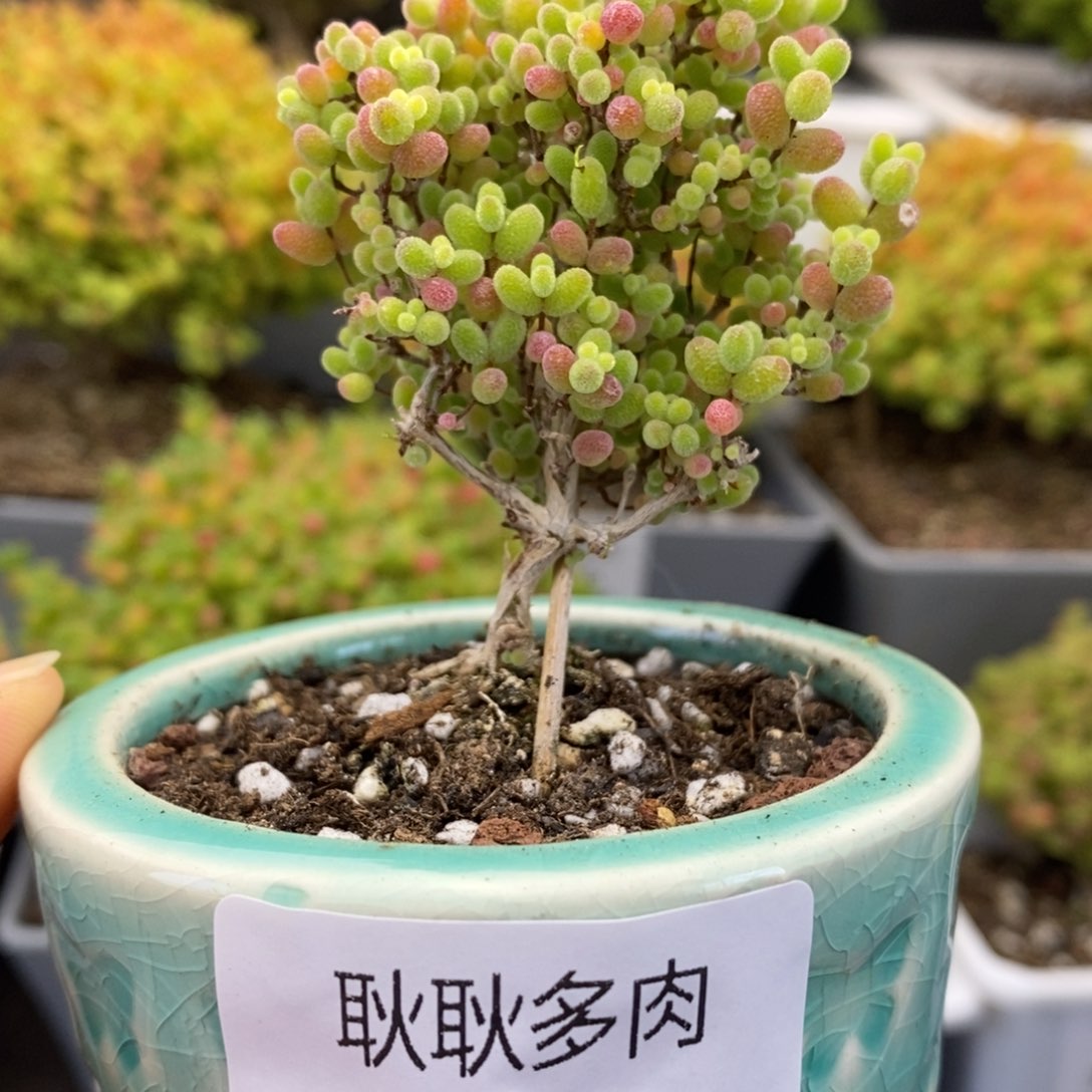 518号优选蜜橘糖球多肉